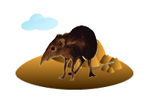 Elephant Shrew