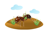 Fire Ant