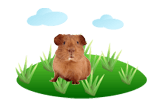 Guinea Pig