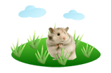 Hamster