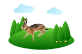 Hare