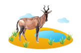 Hartebeest