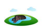 hippopotamus hippo