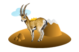 Ibex