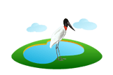 Jabiru