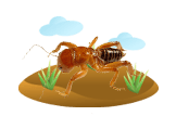 Jerusalem Cricket