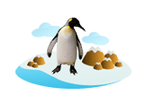 King Penguin