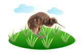 kiwi