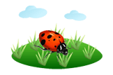 ladybug