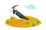 Lapwing