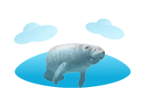 manatee