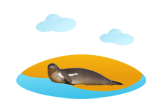 Monk Seal