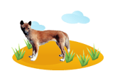 New Guinea Singing Dog