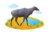 Nilgai