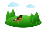 oriole