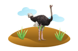 Ostrich