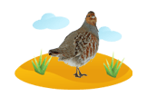 Partridge