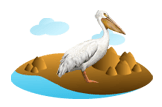 Pelican