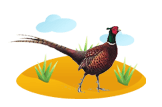 Pheasant