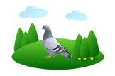 pigeon