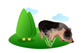 Potbellied Pig