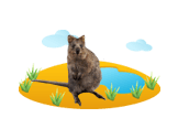 quokka