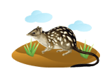 quolls