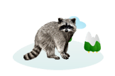 raccoon