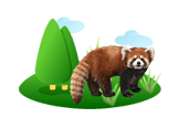 Red Panda