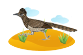 roadrunner