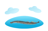 Sea Lamprey