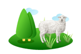 Sheep