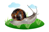 snail