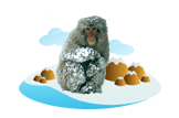 Snow Monkey