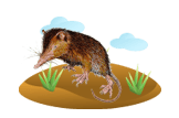 Solenodon