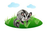 Sugar Glider