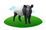 Tapir