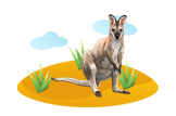 Wallaby