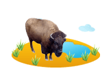 Water Buffalo