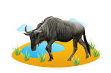 Wildebeest