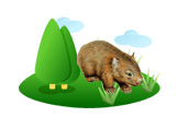 Wombat