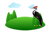 Woodpecker