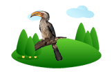 Yellow-billed hornbill