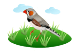 Zebra finch