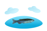 Zebrafish