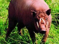 Babirusa (Babyrousa babyrussa)