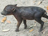 Babirusa picture