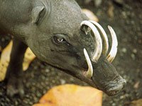 Babirusa tusks