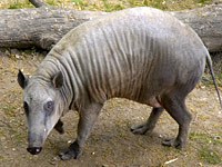 Babirusa image