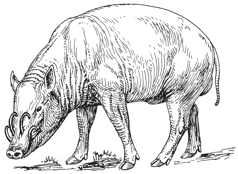 free Babirusa coloring